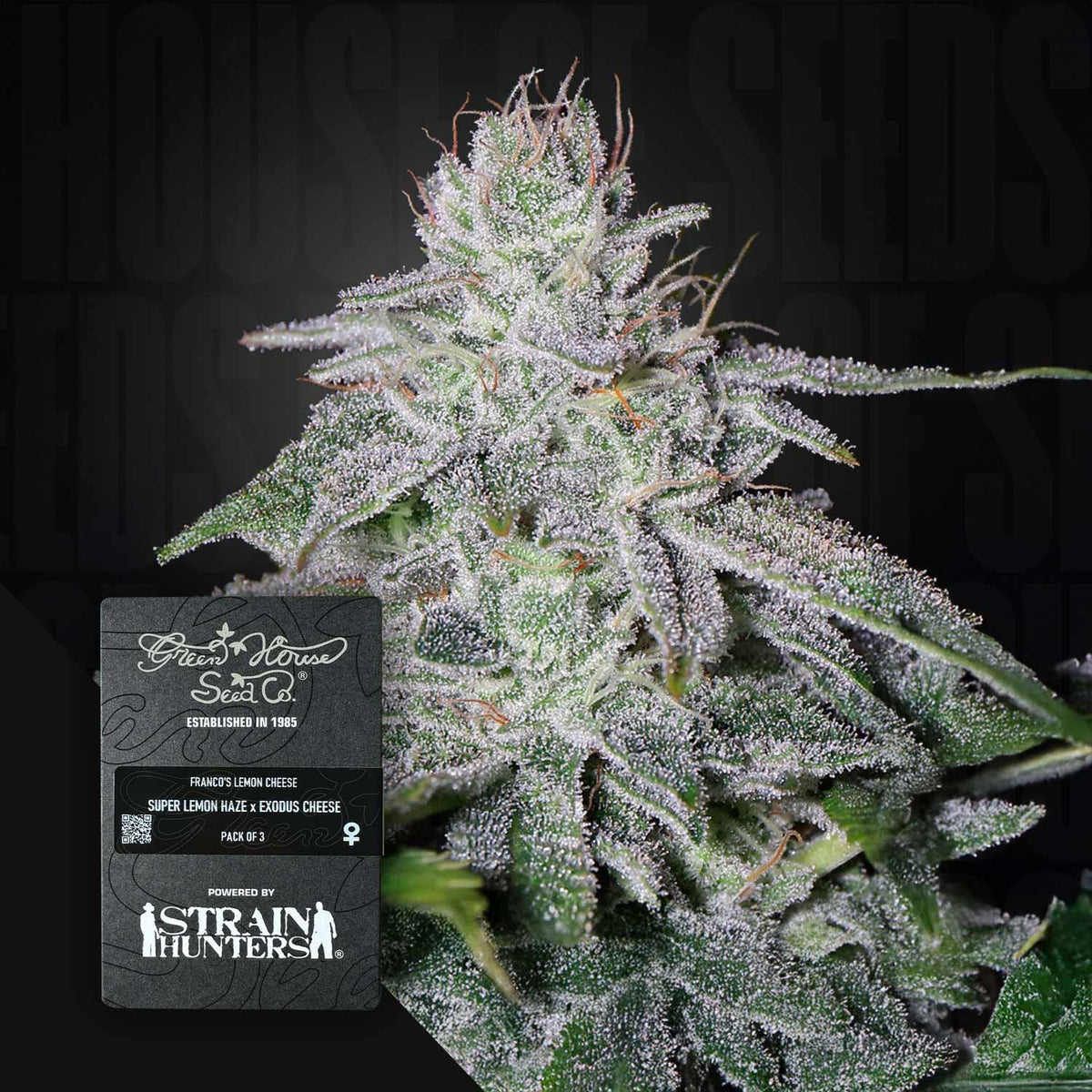 Green House Seeds - Franco's Lemon Cheese