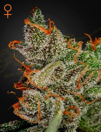 Green House Seeds - King's Kush