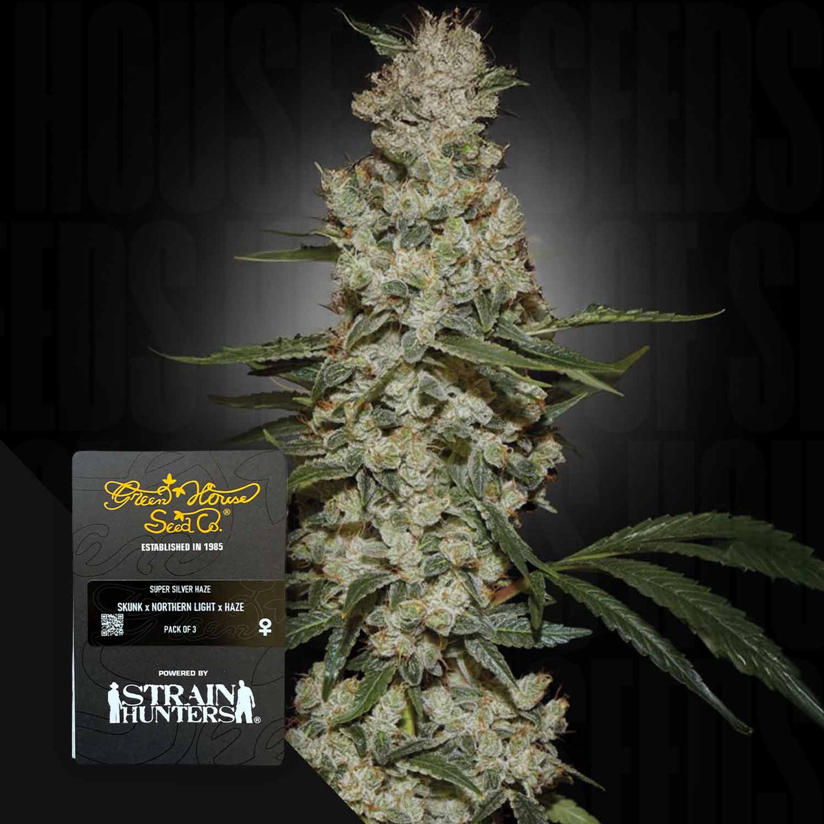 Green House Seeds - Super Silver Haze