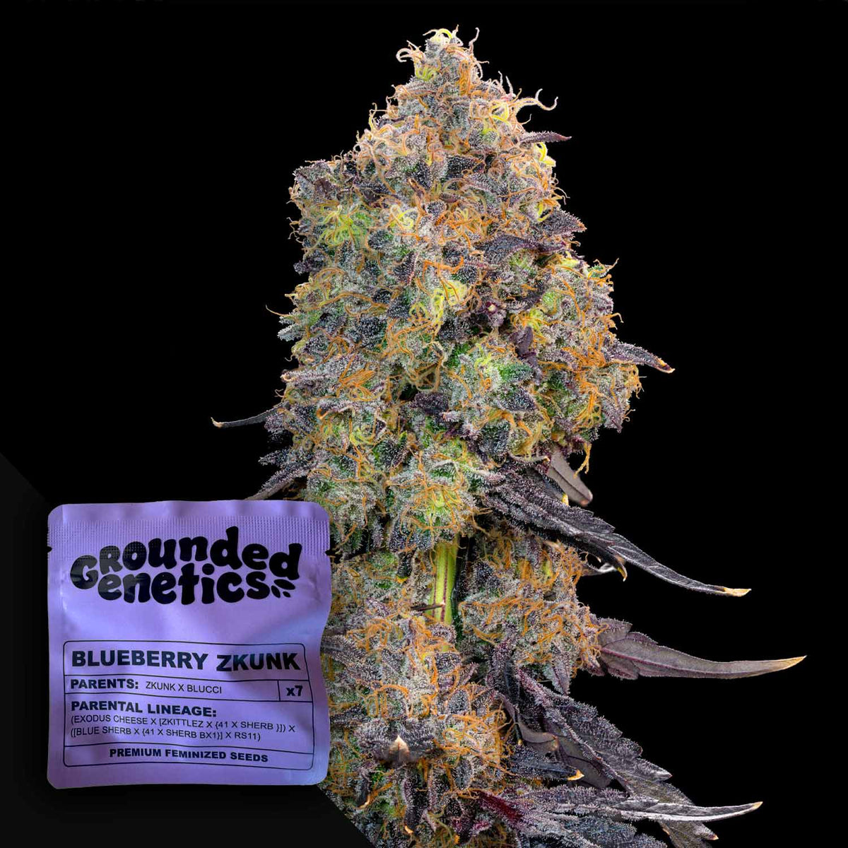 Grounded Genetics - Blueberry Zkunk