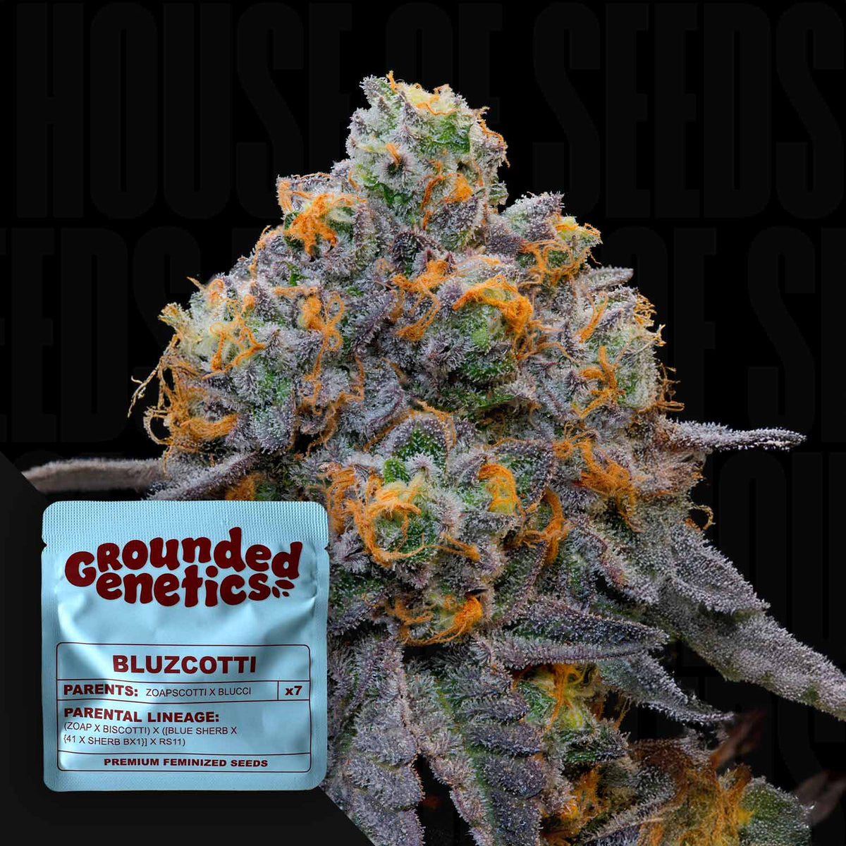 Grounded Genetics - Bluzcotti