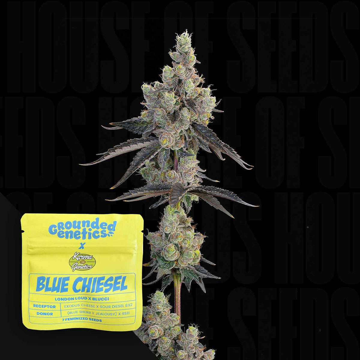 Grounded Genetics - Blue Chiesel