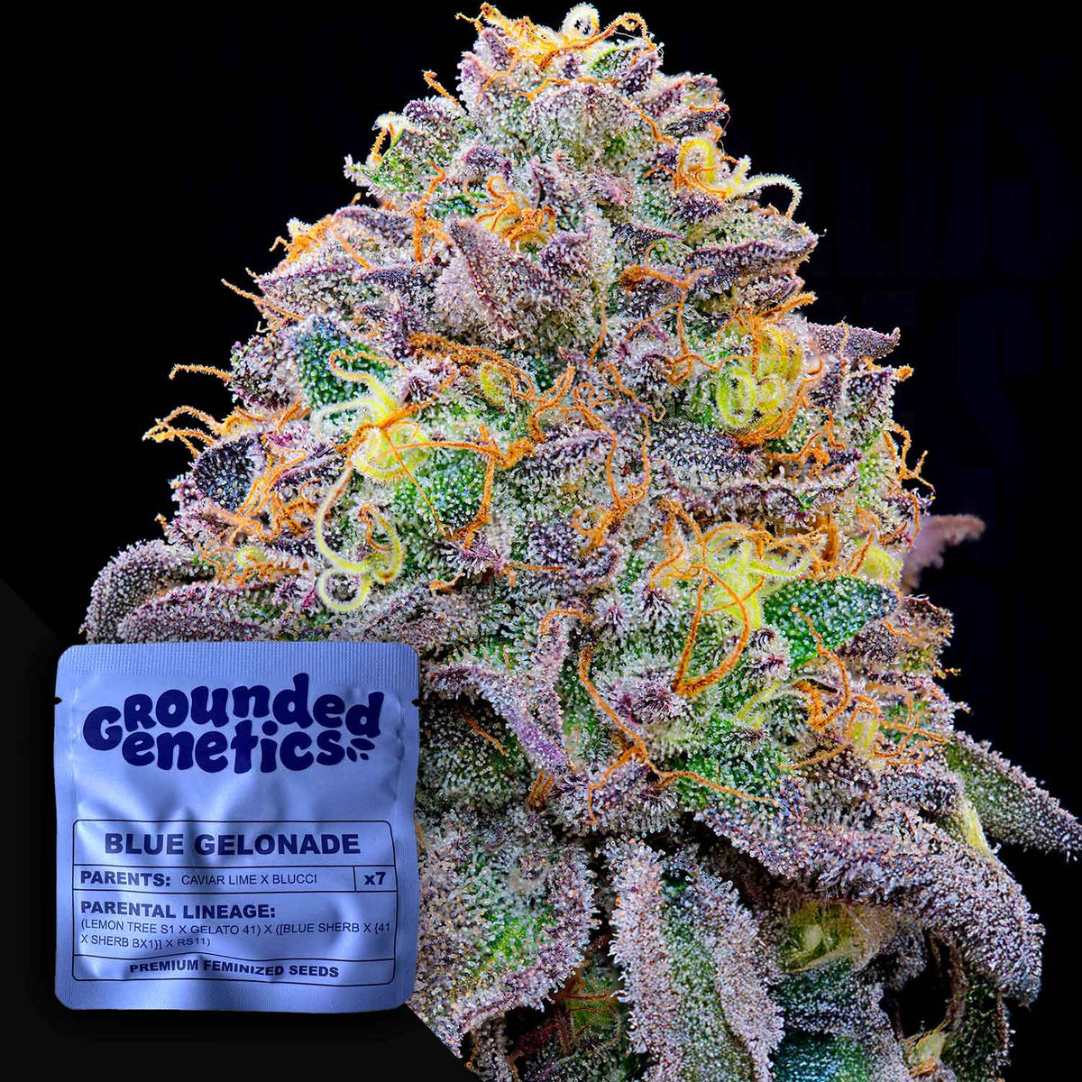 Grounded Genetics - Blue Gelonade