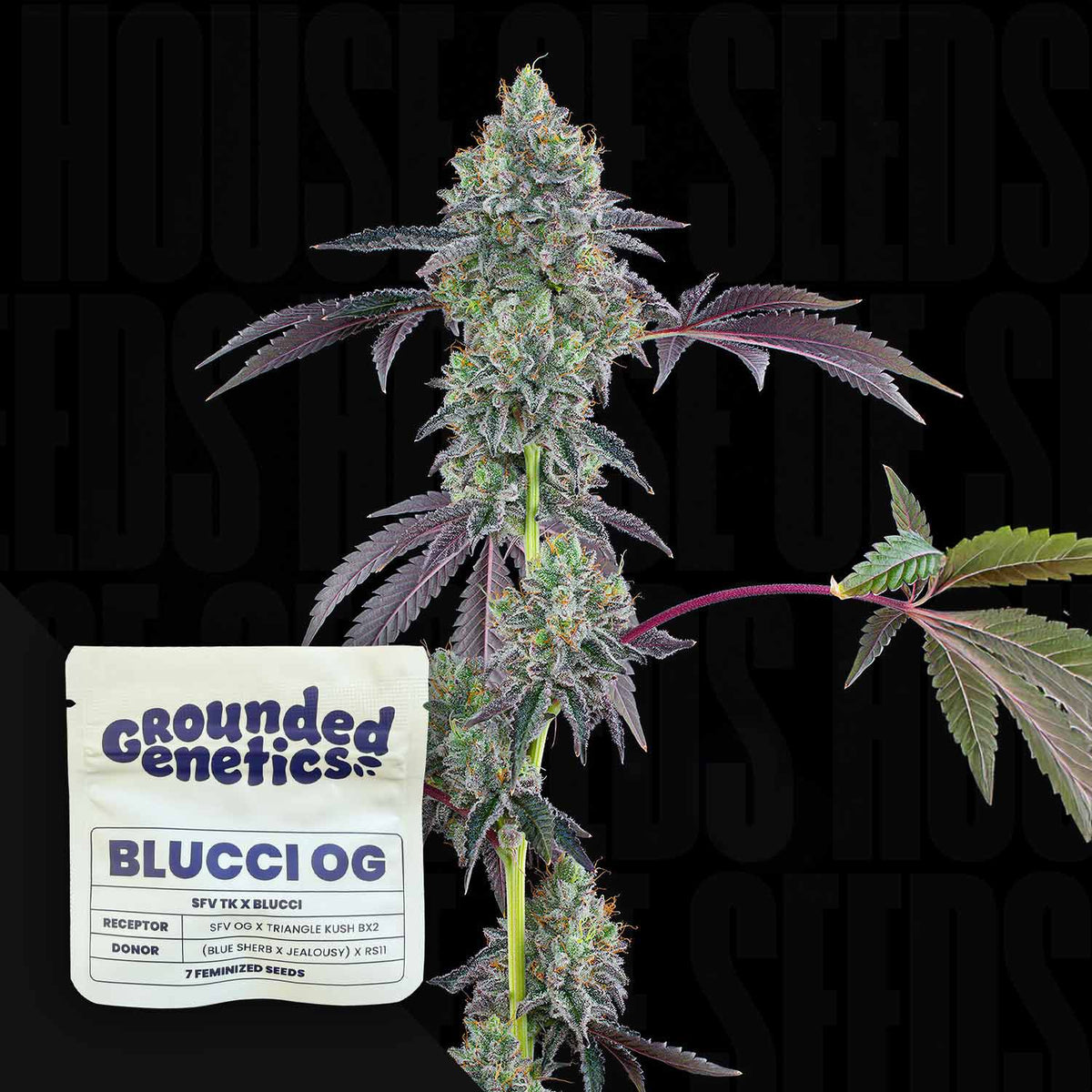 Grounded Genetics - Blucci OG