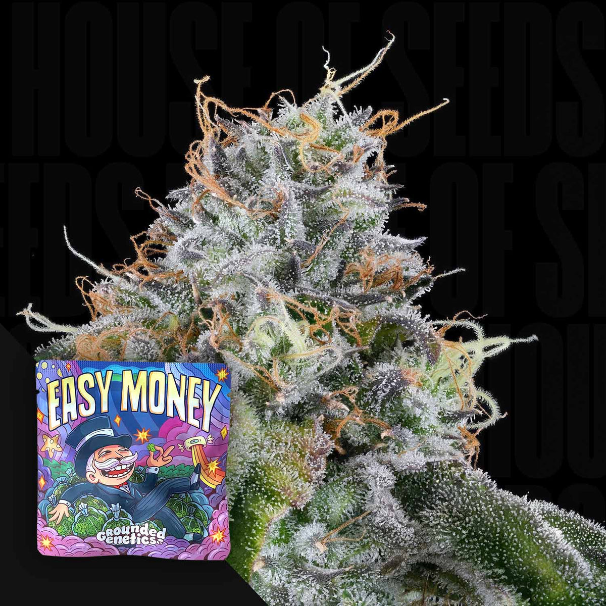 Grounded Genetics - Easy Money