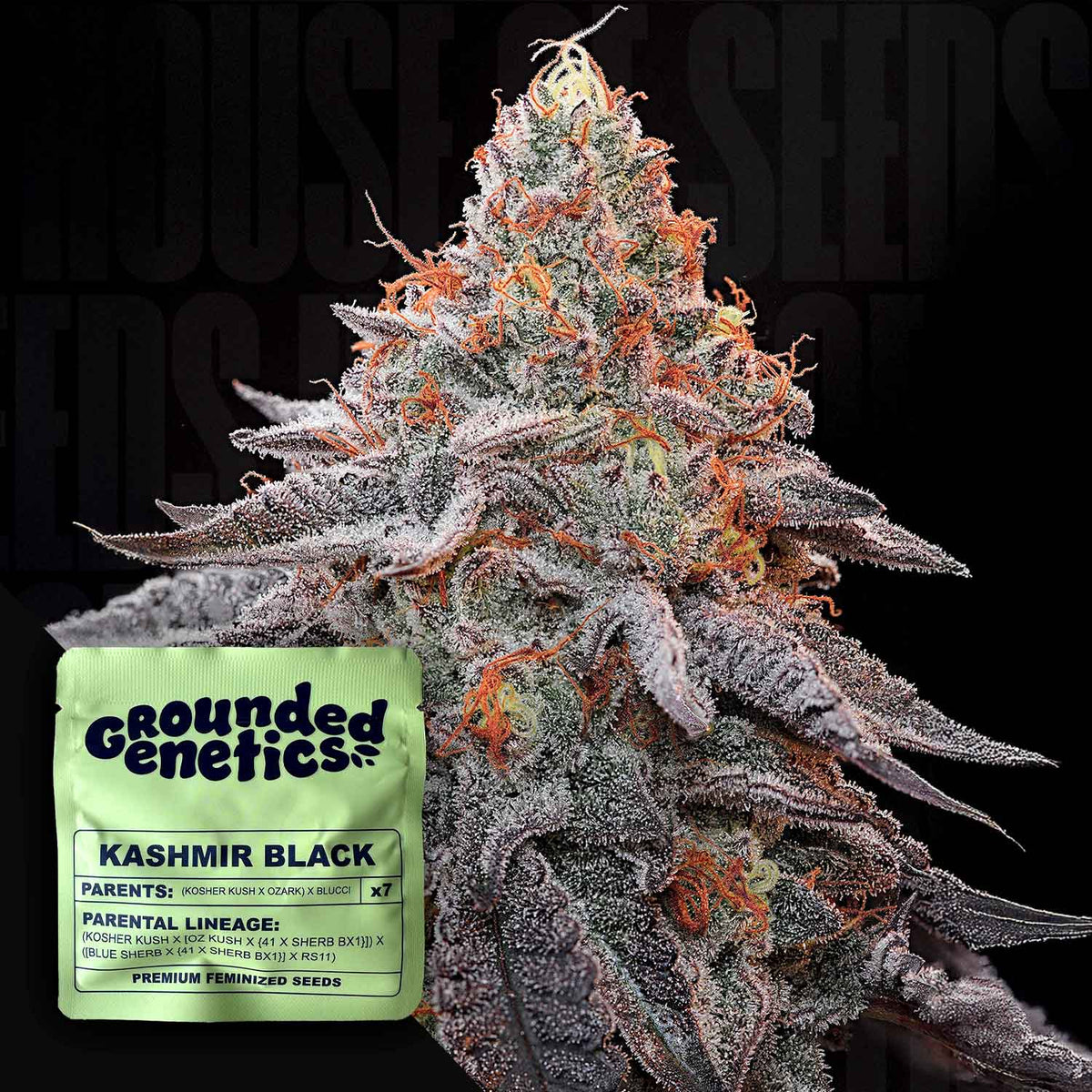 Grounded Genetics - Kashmir Black