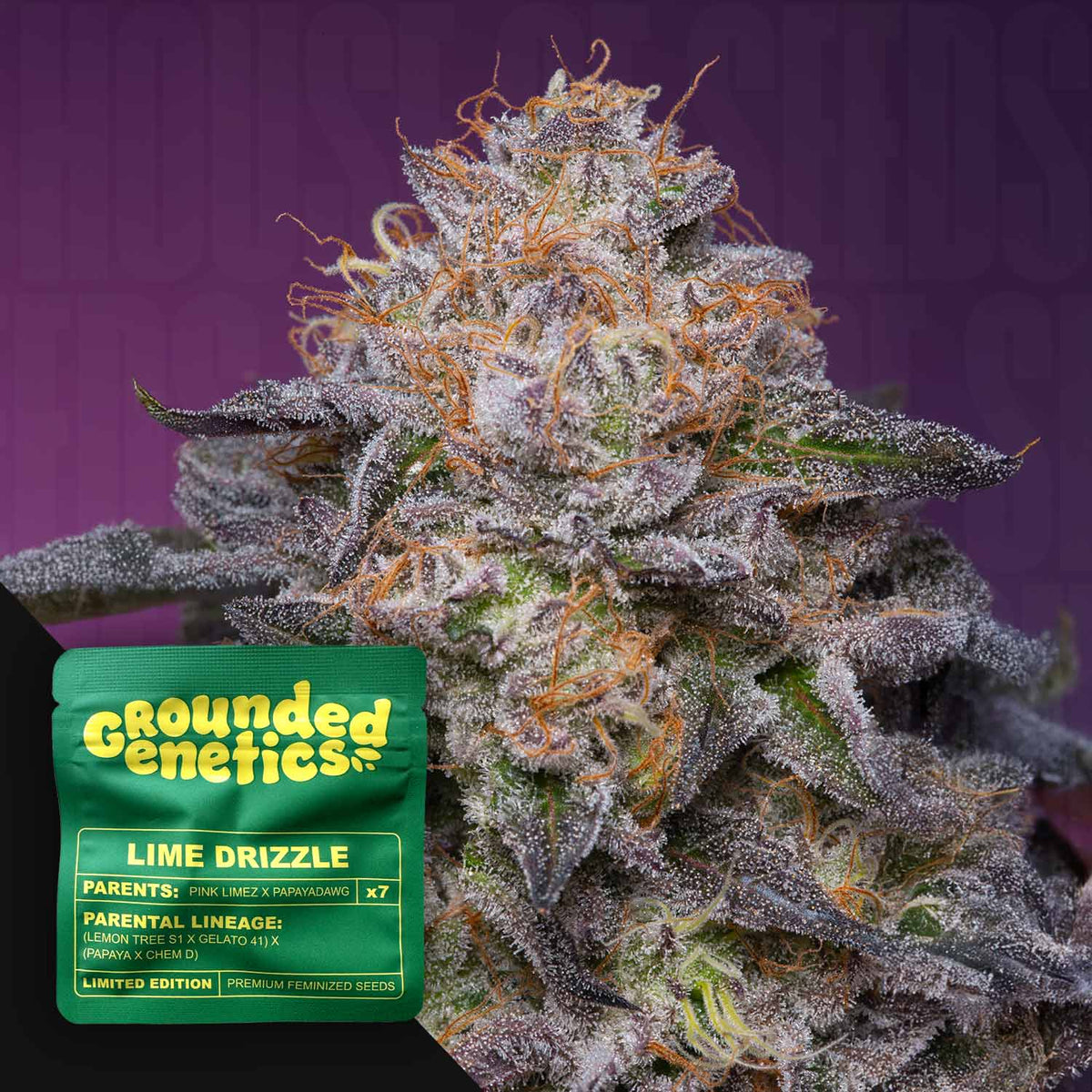 Grounded Genetics - Lime Drizzle