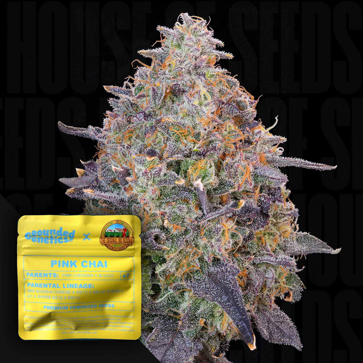 Grounded Genetics - Pink Chai