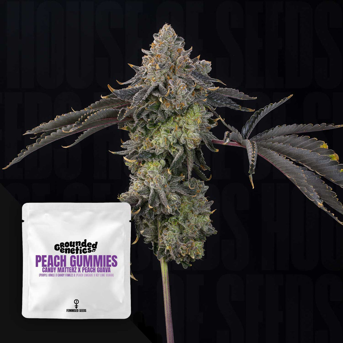 Grounded Genetics - Pink Giraffe