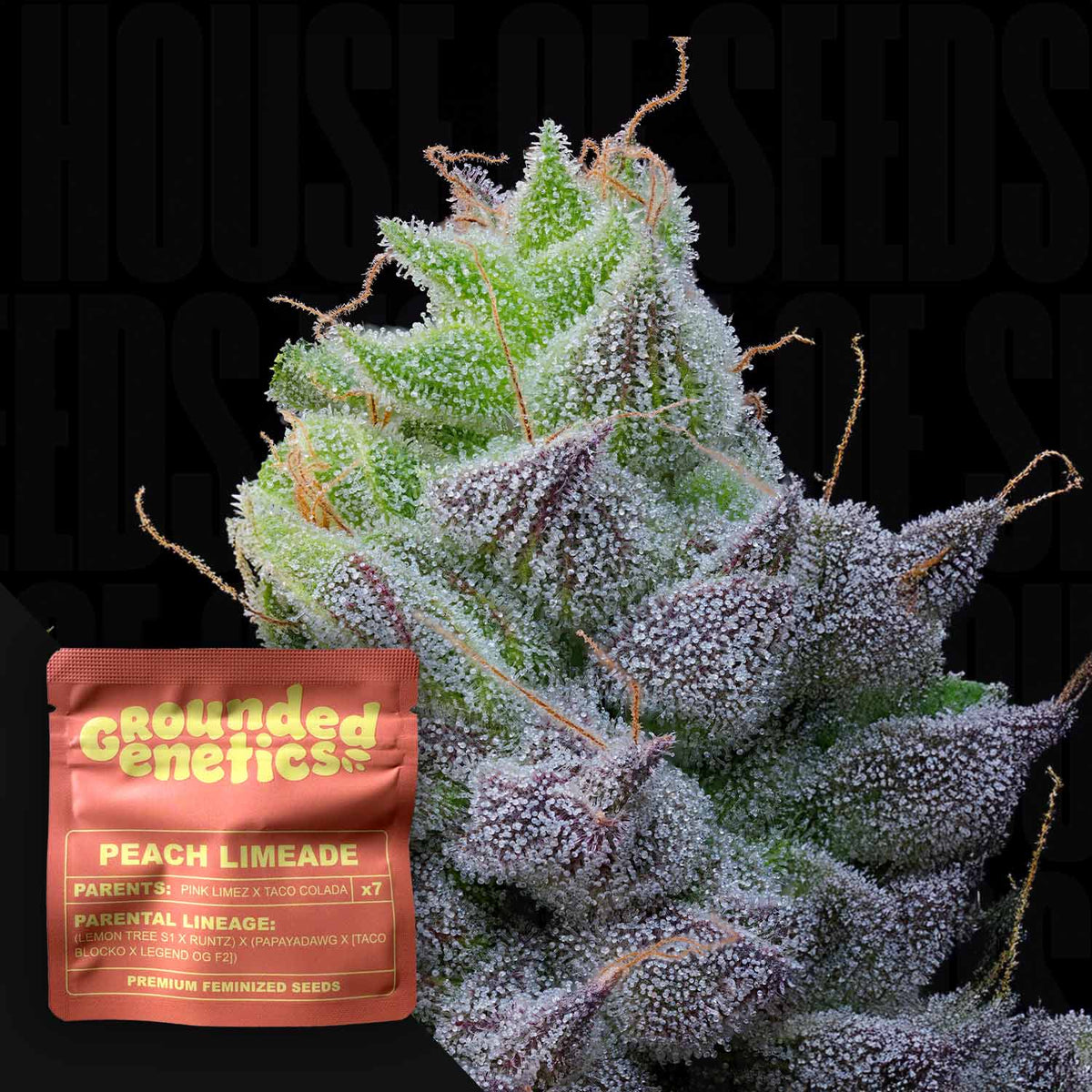 Grounded Genetics - Peach Limeade