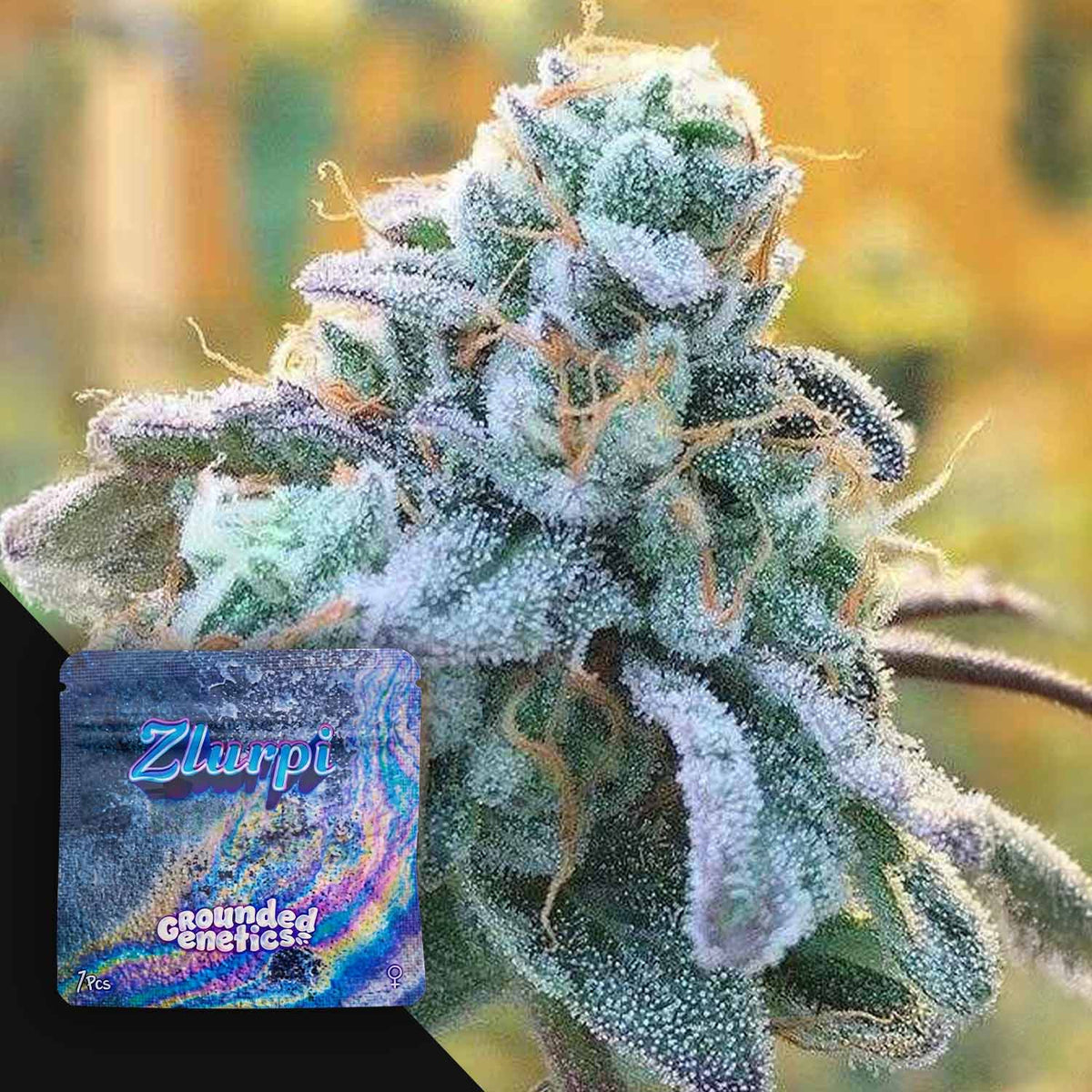 Grounded Genetics - Zlurpi