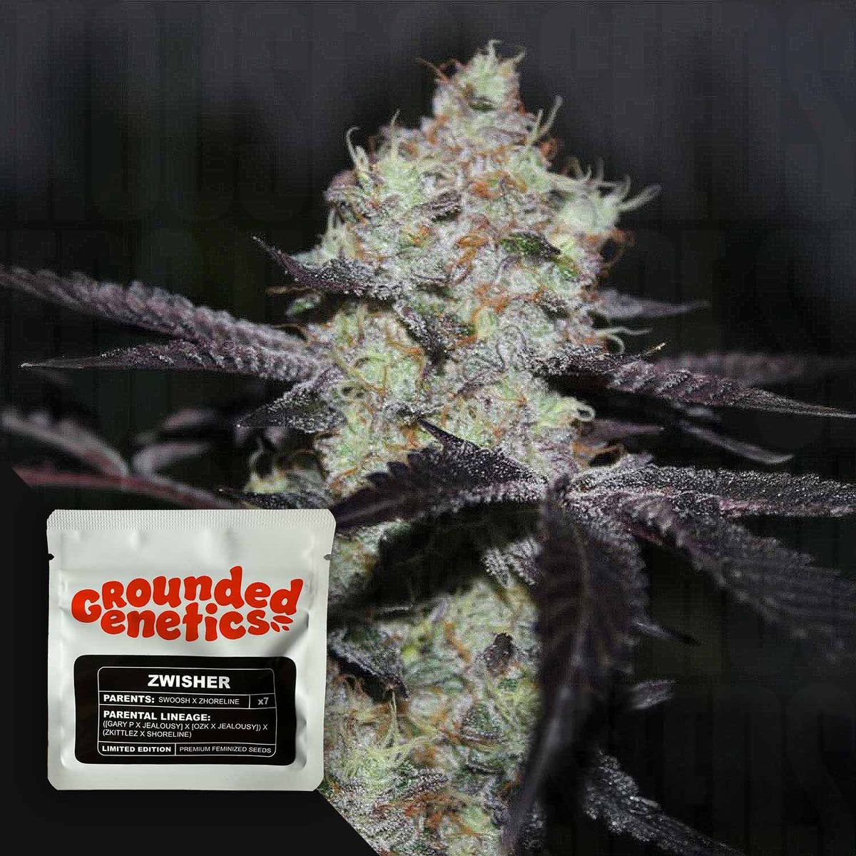 Grounded Genetics - Zwisher