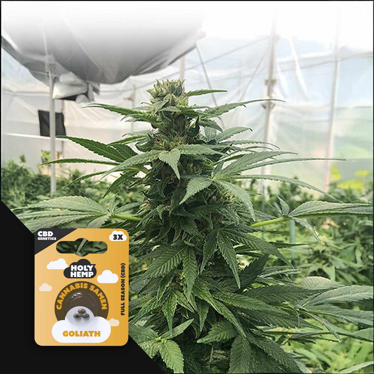 Holy Hemp - Goliath CBD