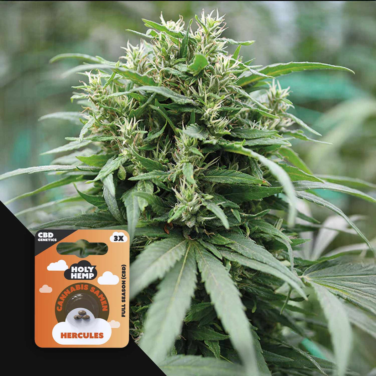 Holy Hemp - Hercules CBD