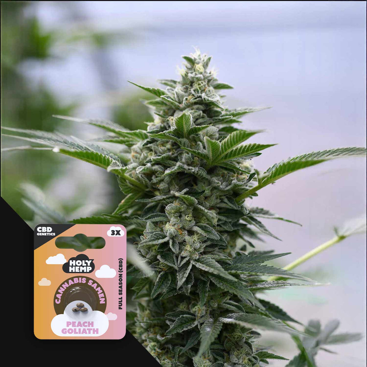 Holy Hemp - Peach Goliath CBD