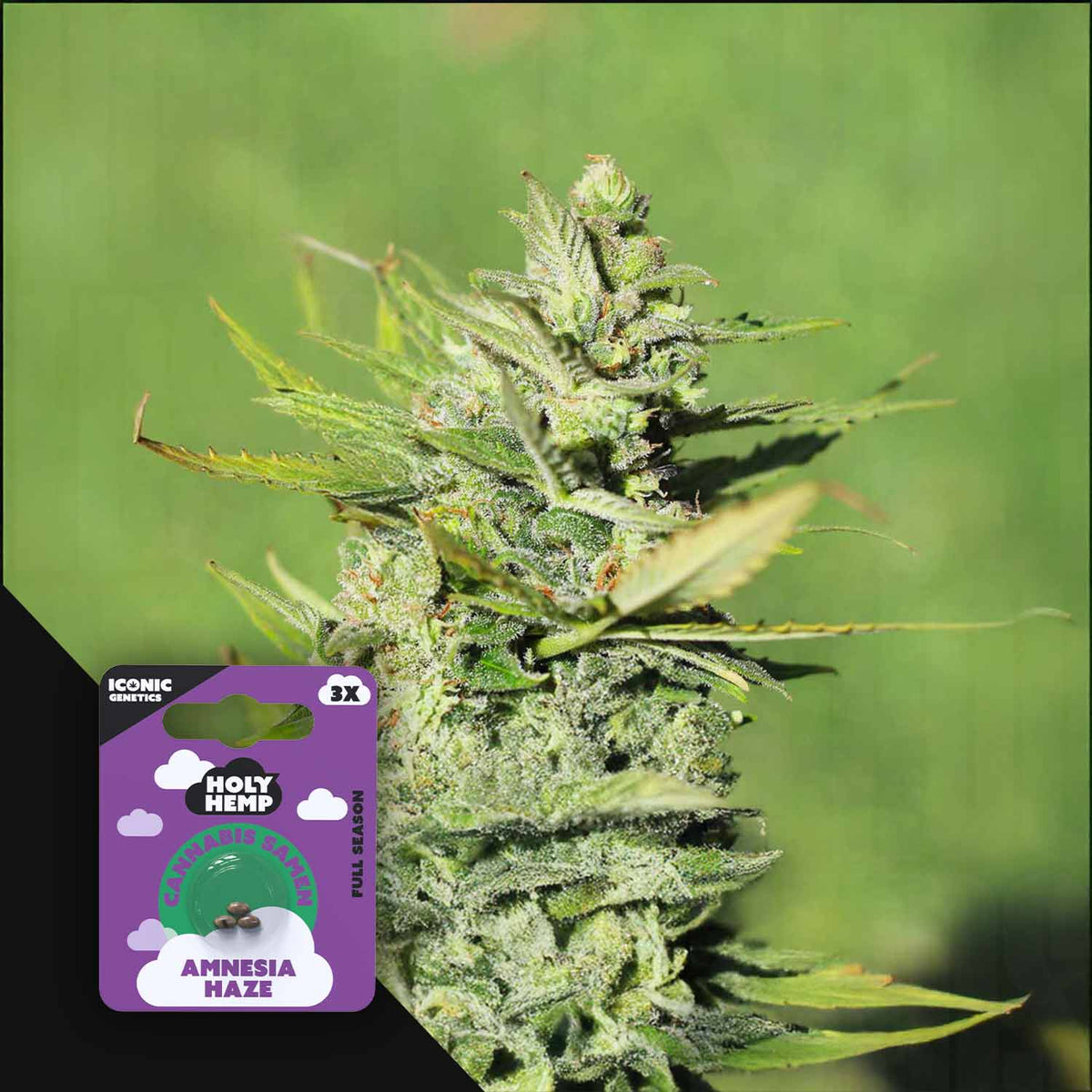 Holy Hemp - Amnesia Haze