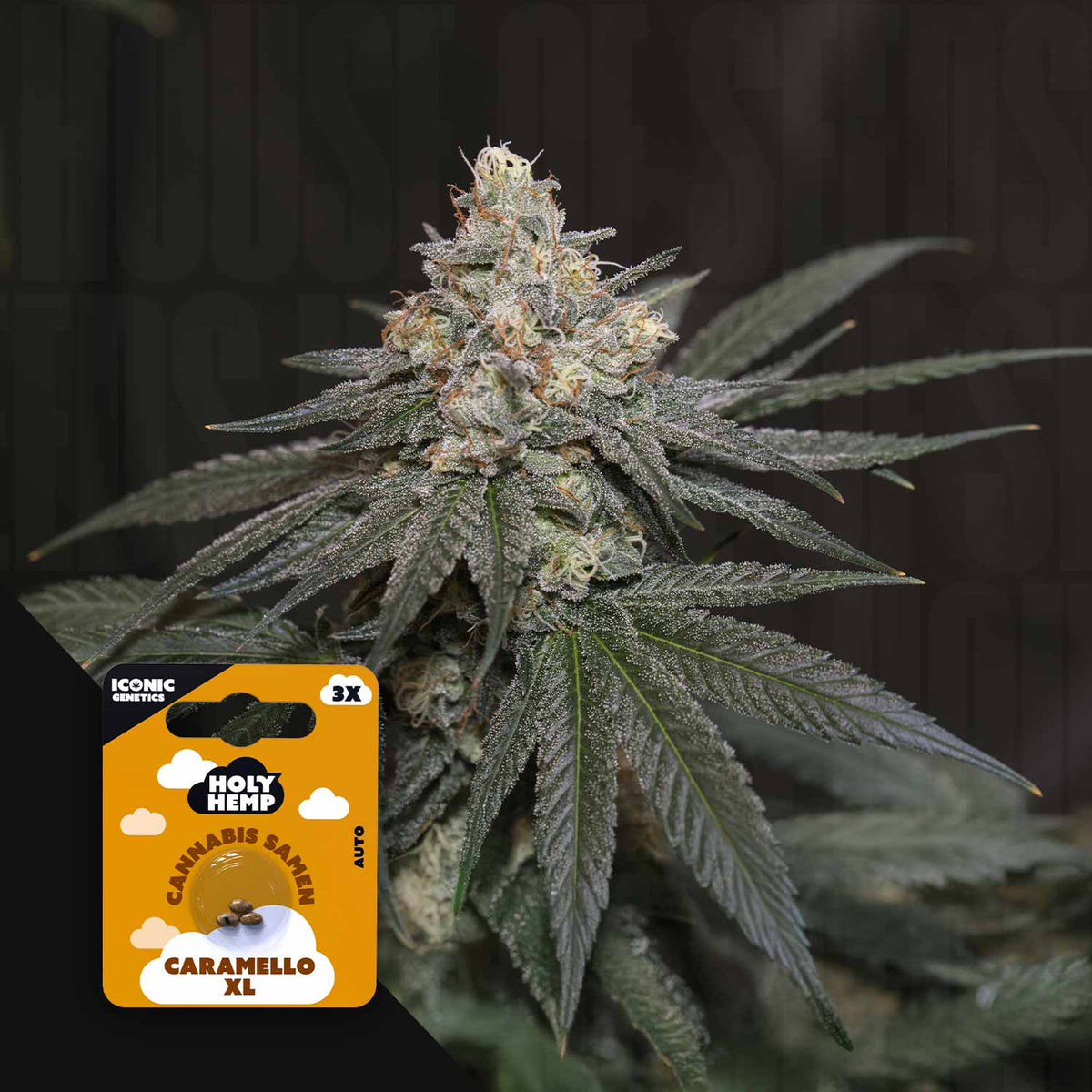 Holy Hemp - Caramello XL