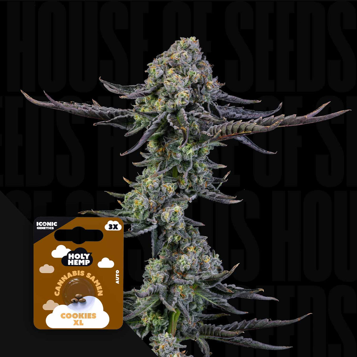Holy Hemp - Cookies XL
