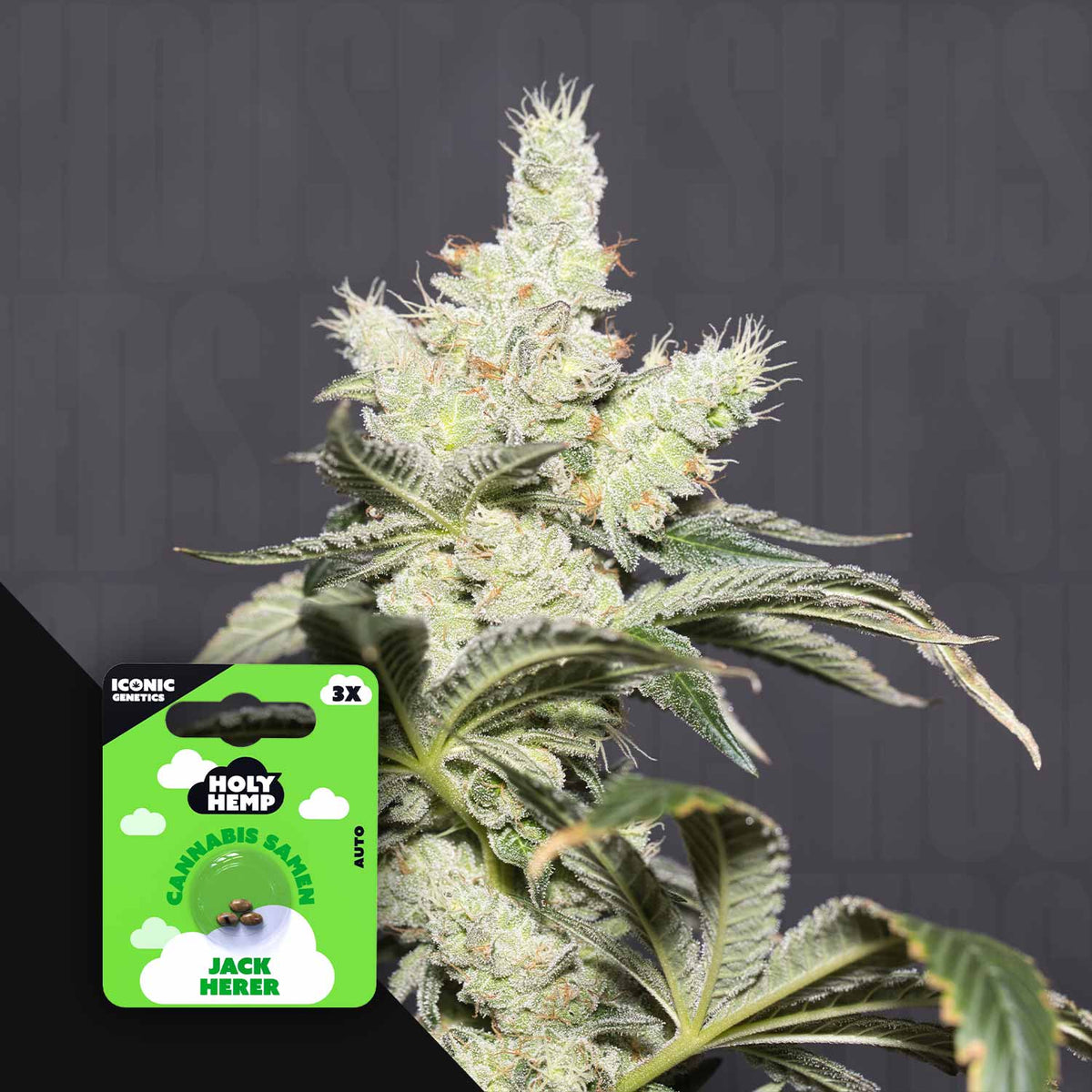 Holy Hemp - Jack Herer