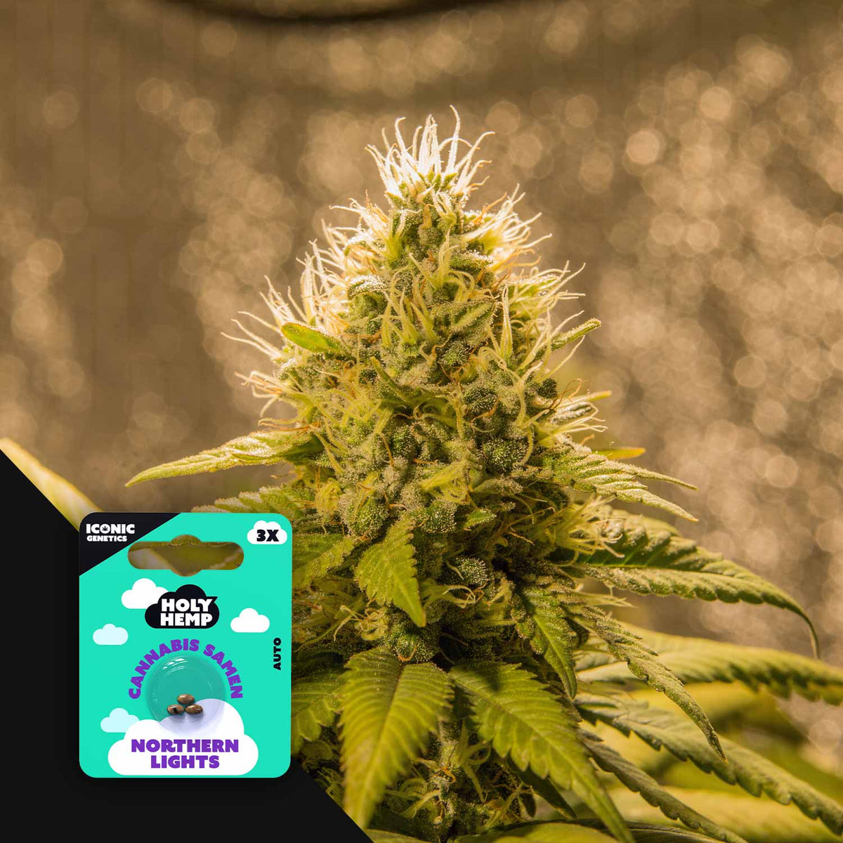 Holy Hemp - Northern Lights