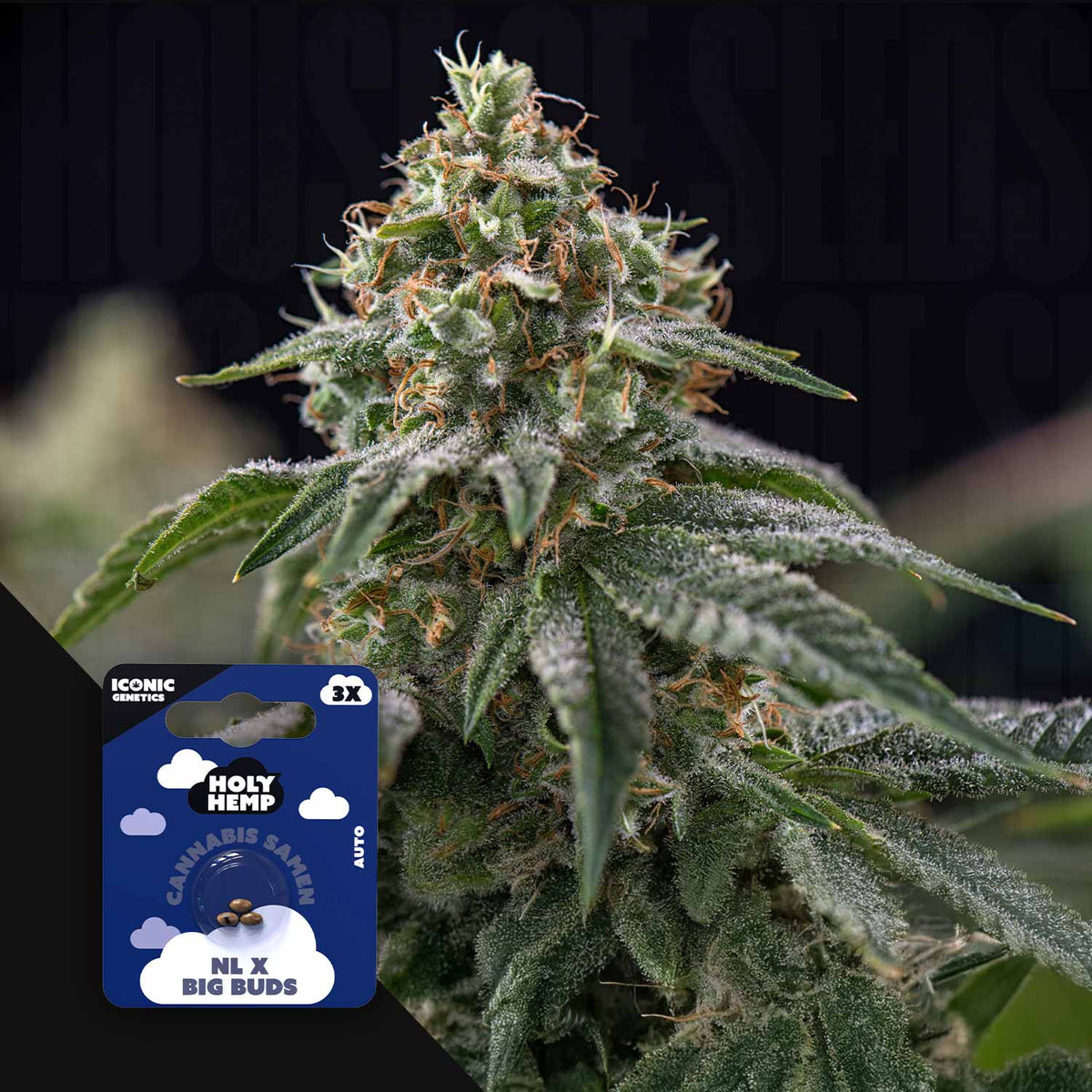 Holy Hemp - NL x Big Buds