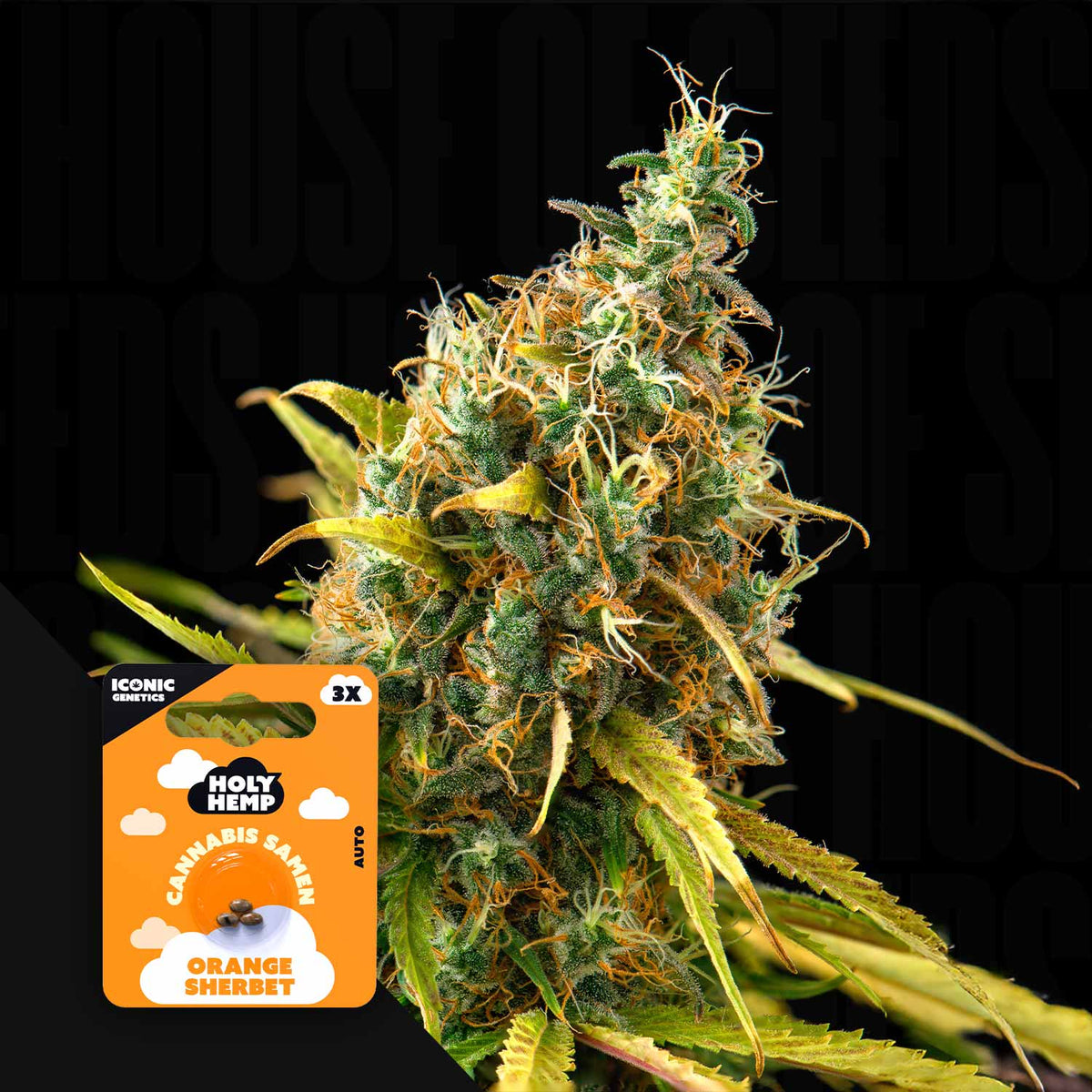 Holy Hemp - Orange Sherbet