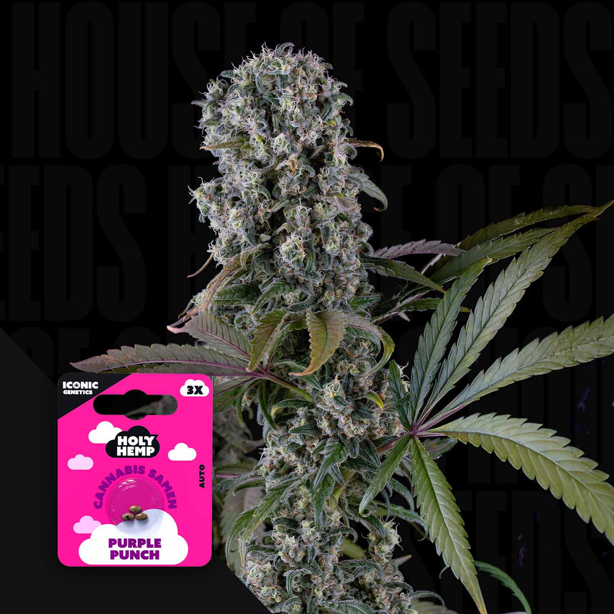 Holy Hemp - Purple Punch