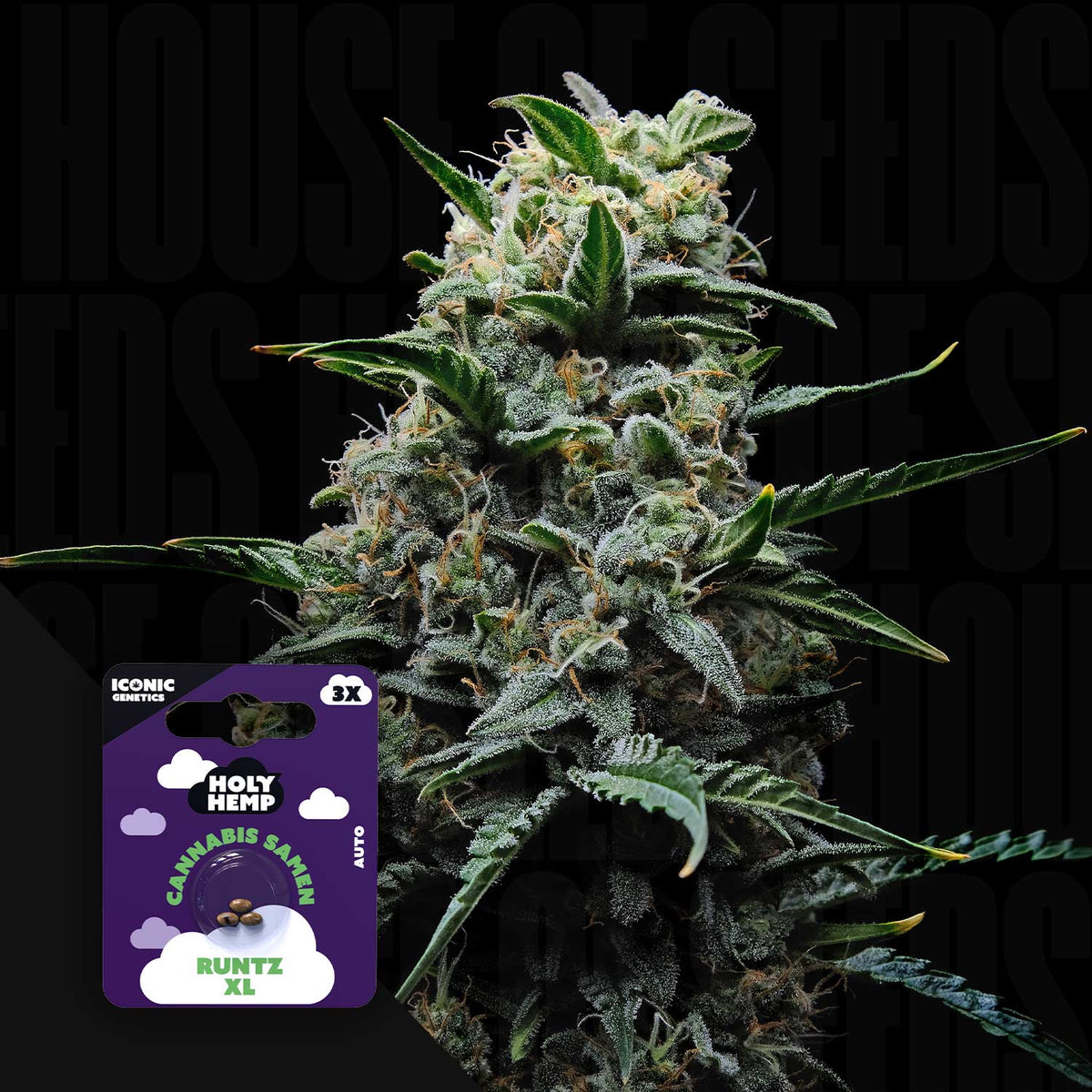 Holy Hemp - Runtz XL