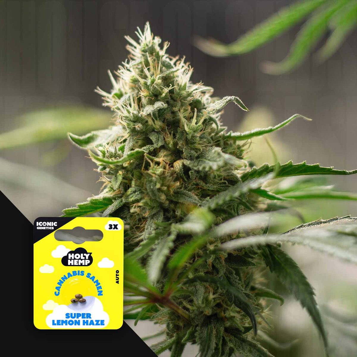 Holy Hemp - Super Lemon Haze