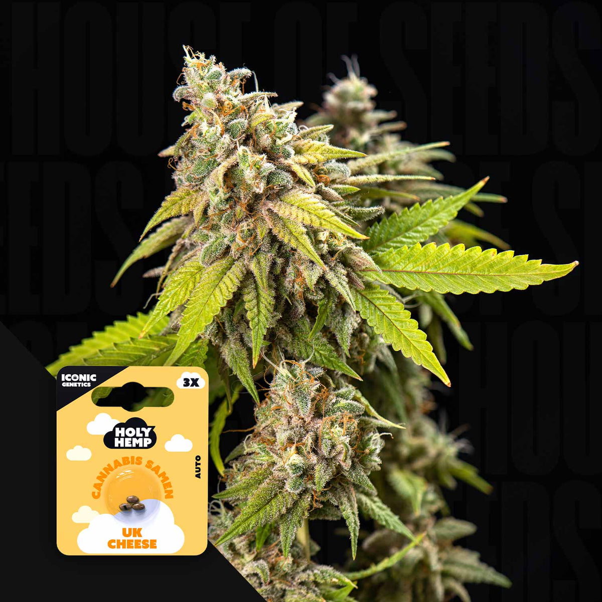 Holy Hemp - UK Cheese