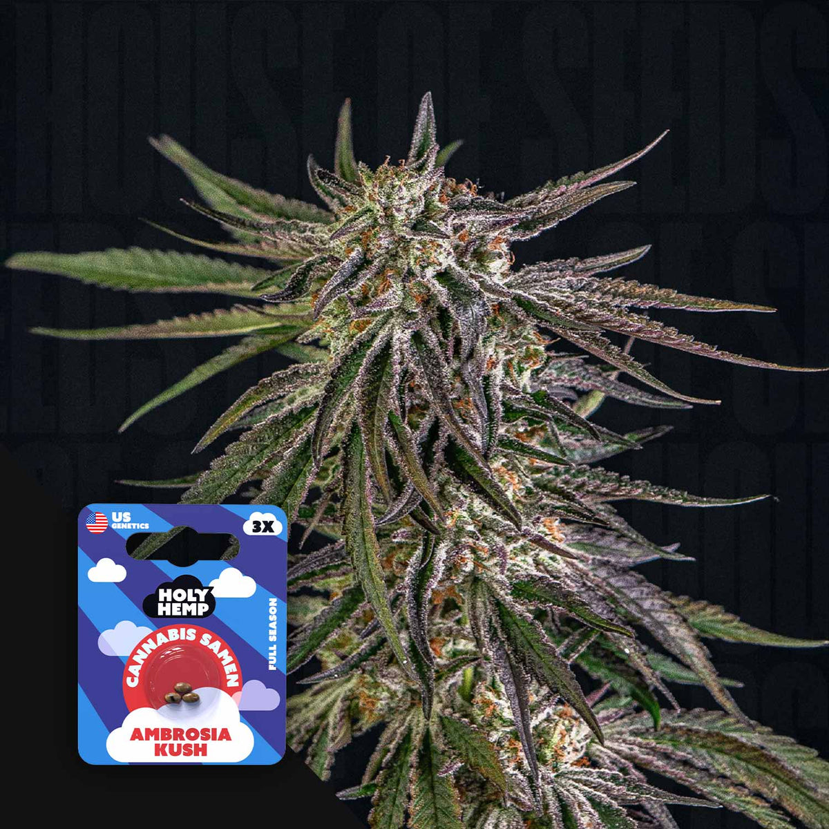 Holy Hemp - Ambrosia Kush