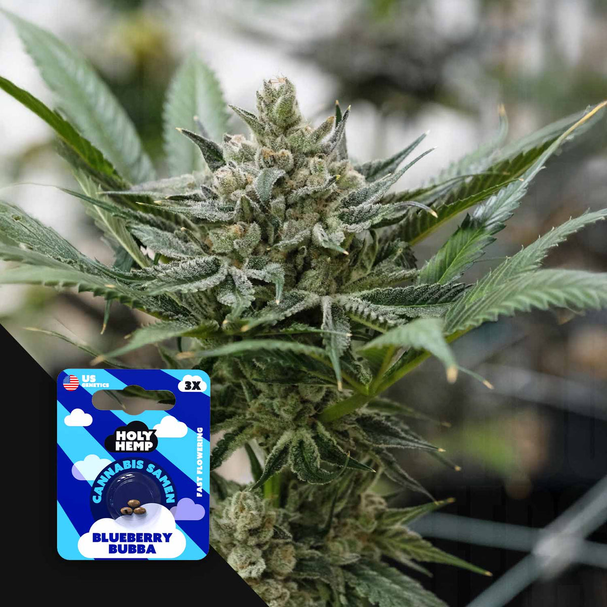 Holy Hemp - Blueberry Bubba