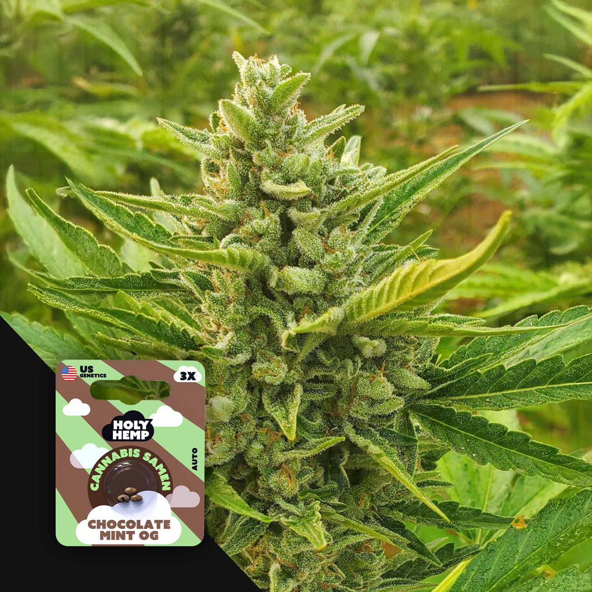 Holy Hemp - Chocolate Mint OG