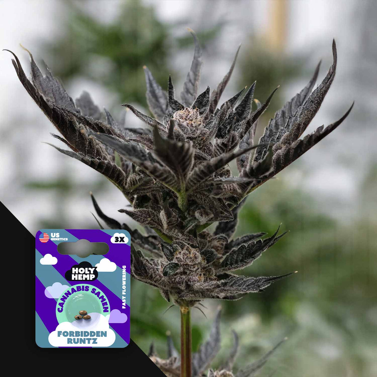 Holy Hemp - Forbidden Runtz