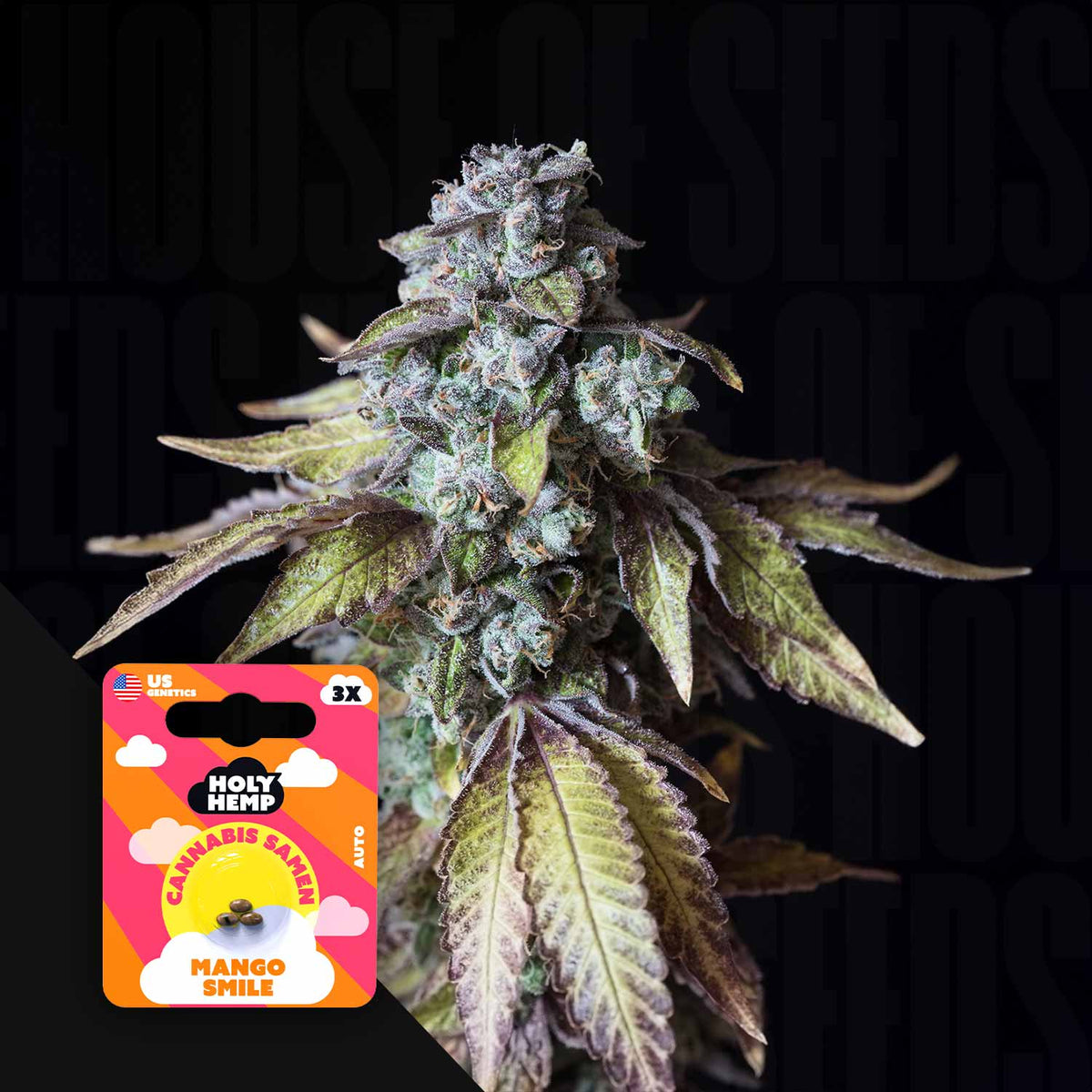 Holy Hemp - Mango Smile Auto