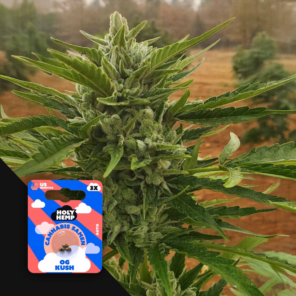 Holy Hemp - OG Kush Auto