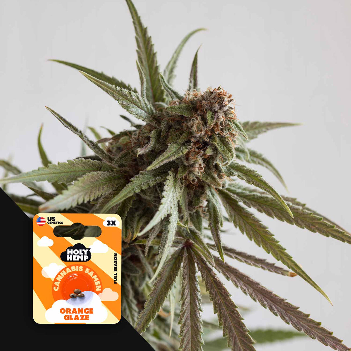 Holy Hemp - Orange Glaze