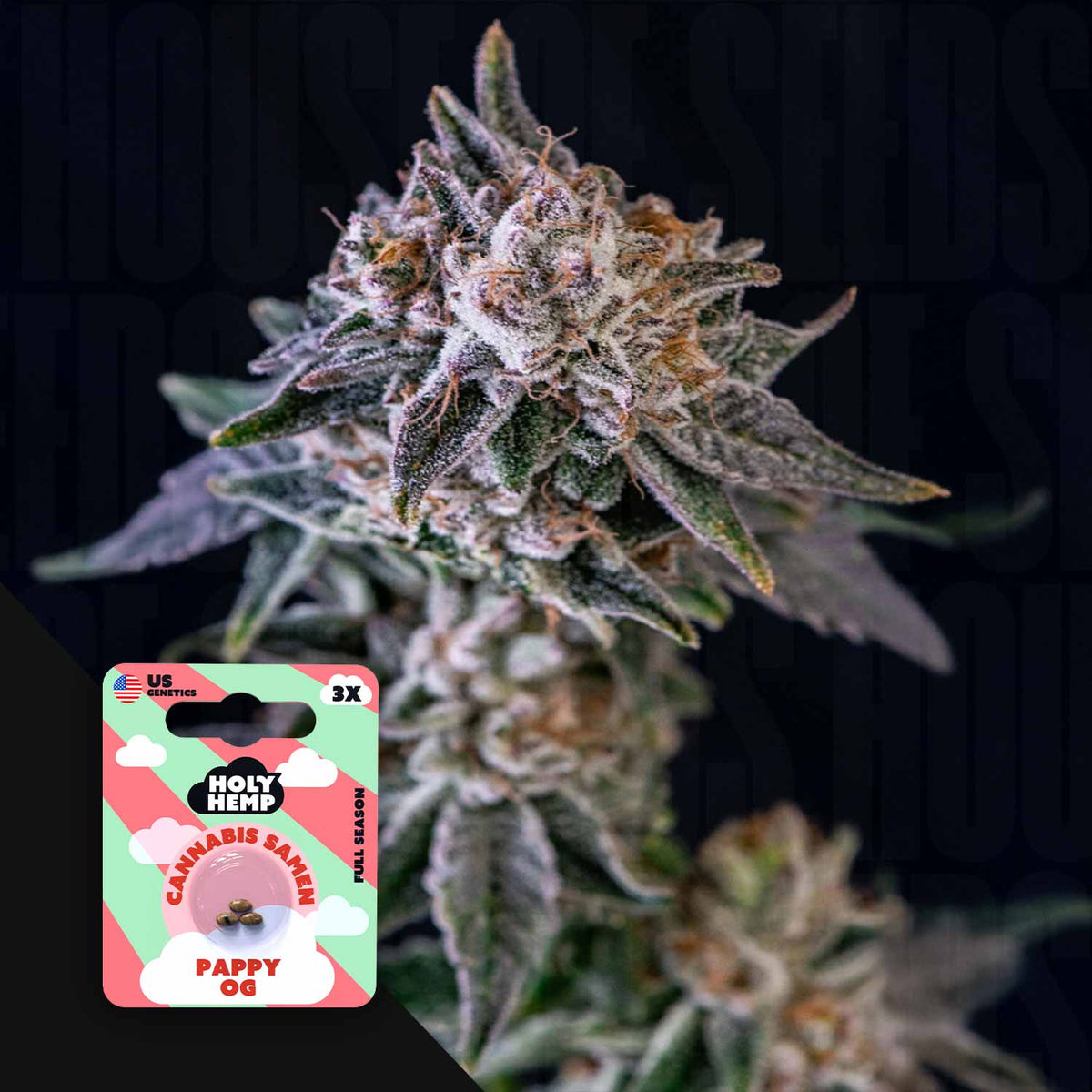 Holy Hemp - Pappy OG