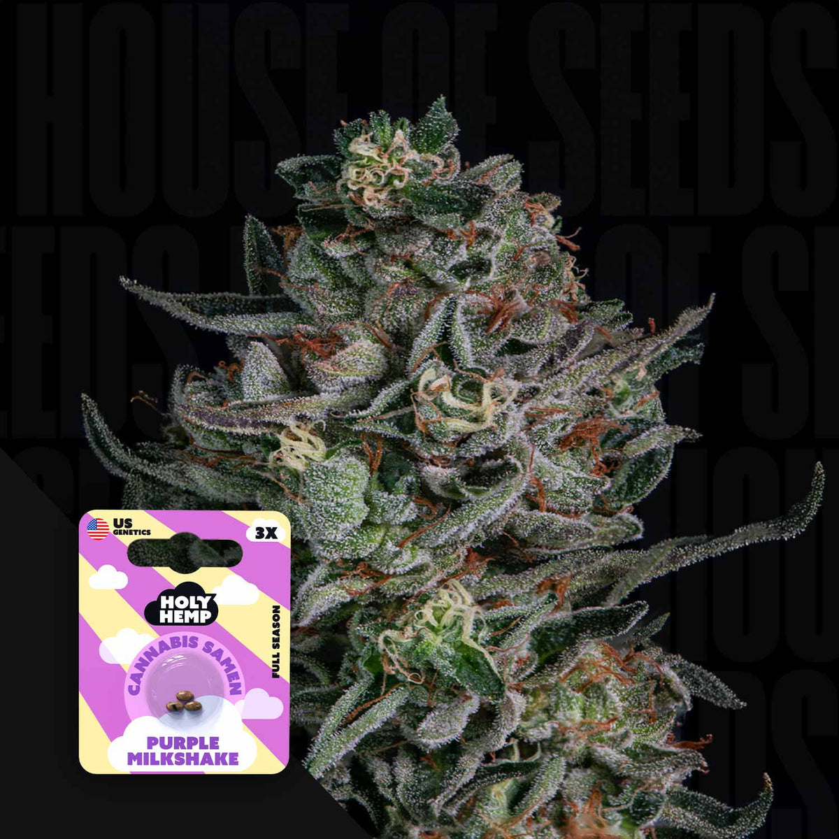 Holy Hemp - Purple Milkshake
