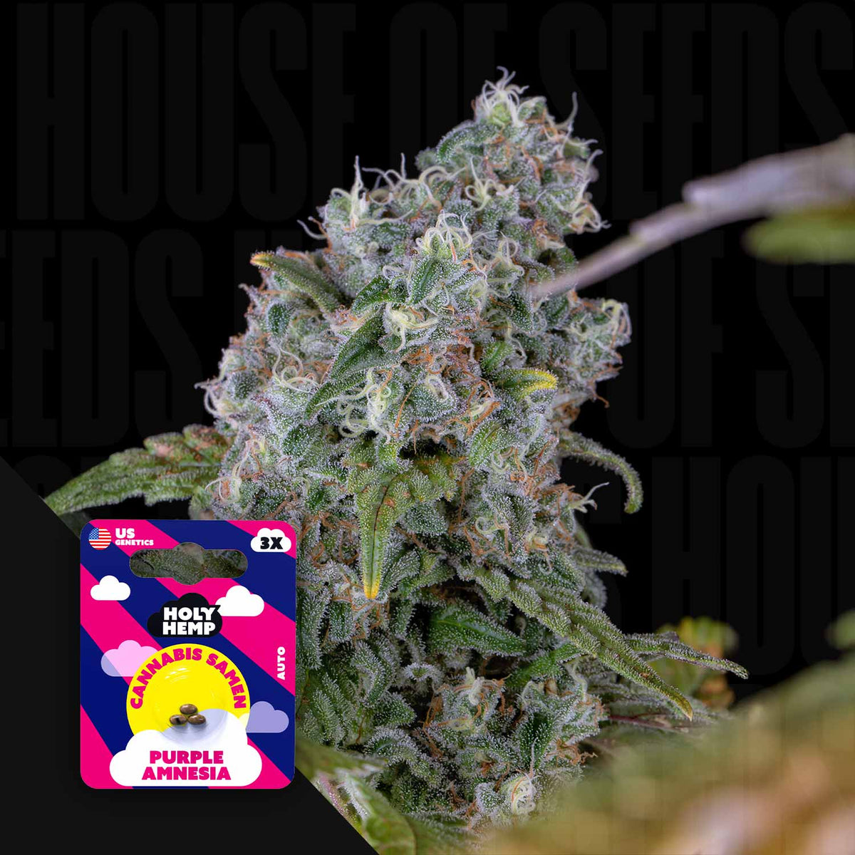 Holy Hemp - Purple Amnesia