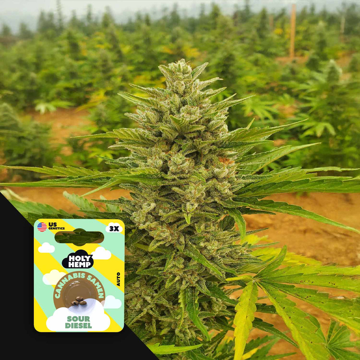 Holy Hemp - Sour Diesel Auto