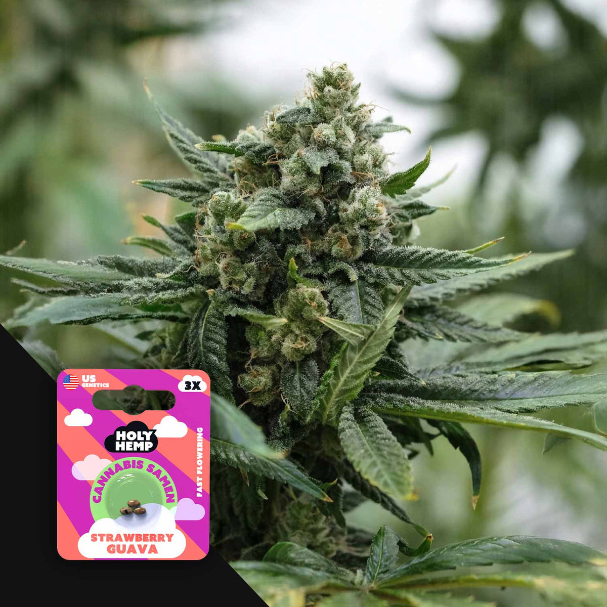 Holy Hemp - Strawberry Guava