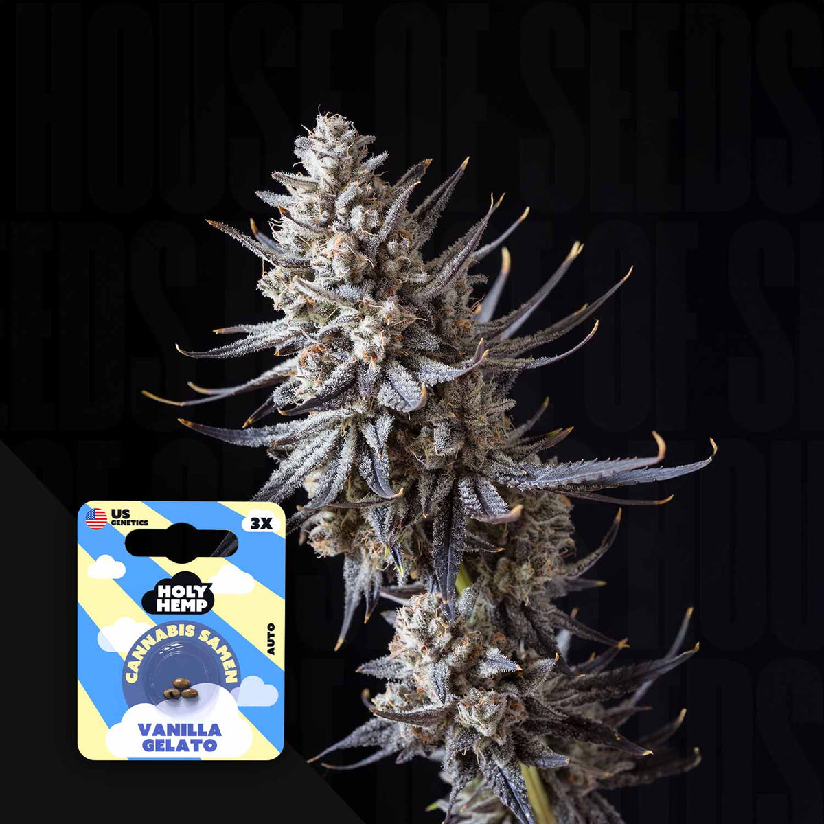 Holy Hemp - Vanilla Gelato