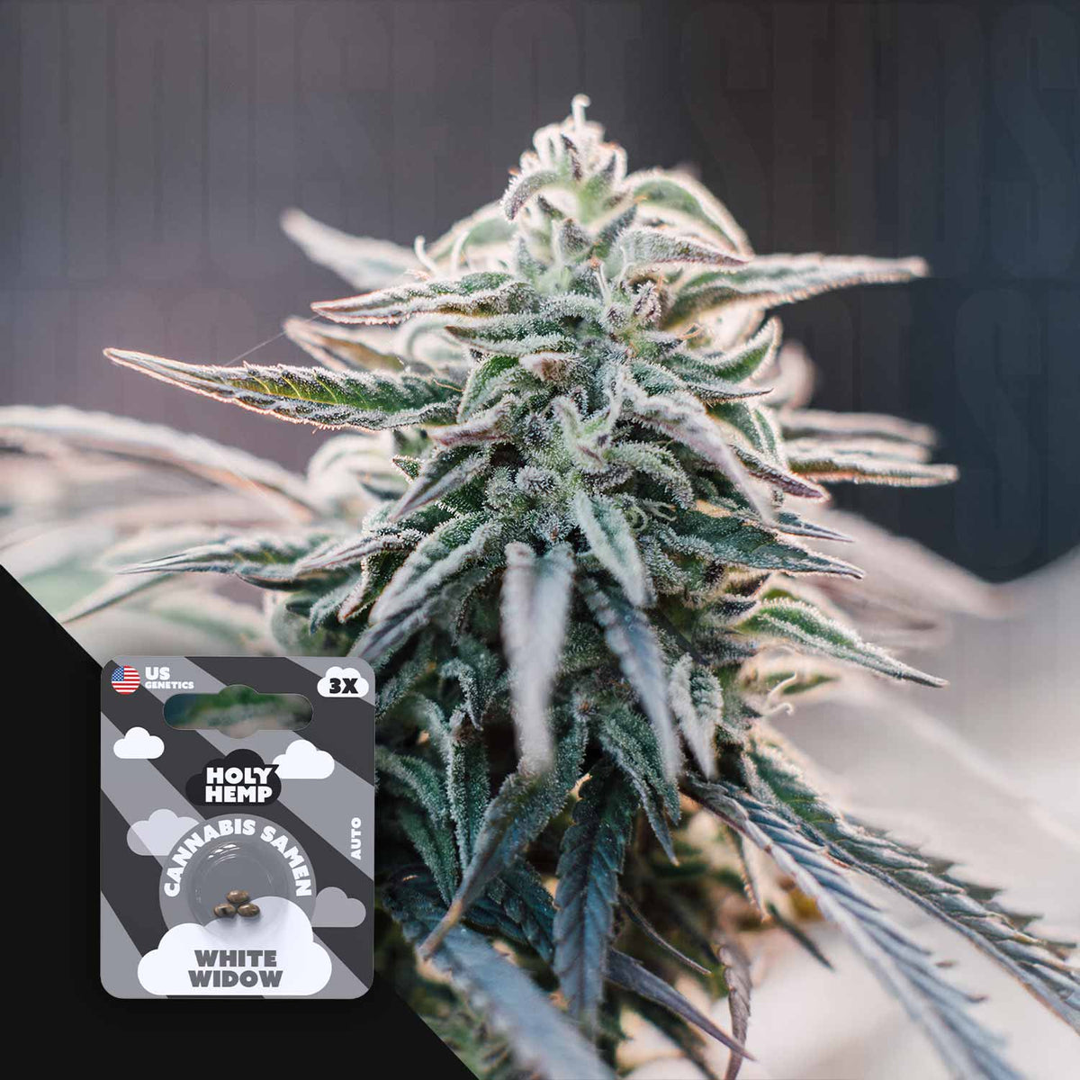 Holy Hemp - White Widow