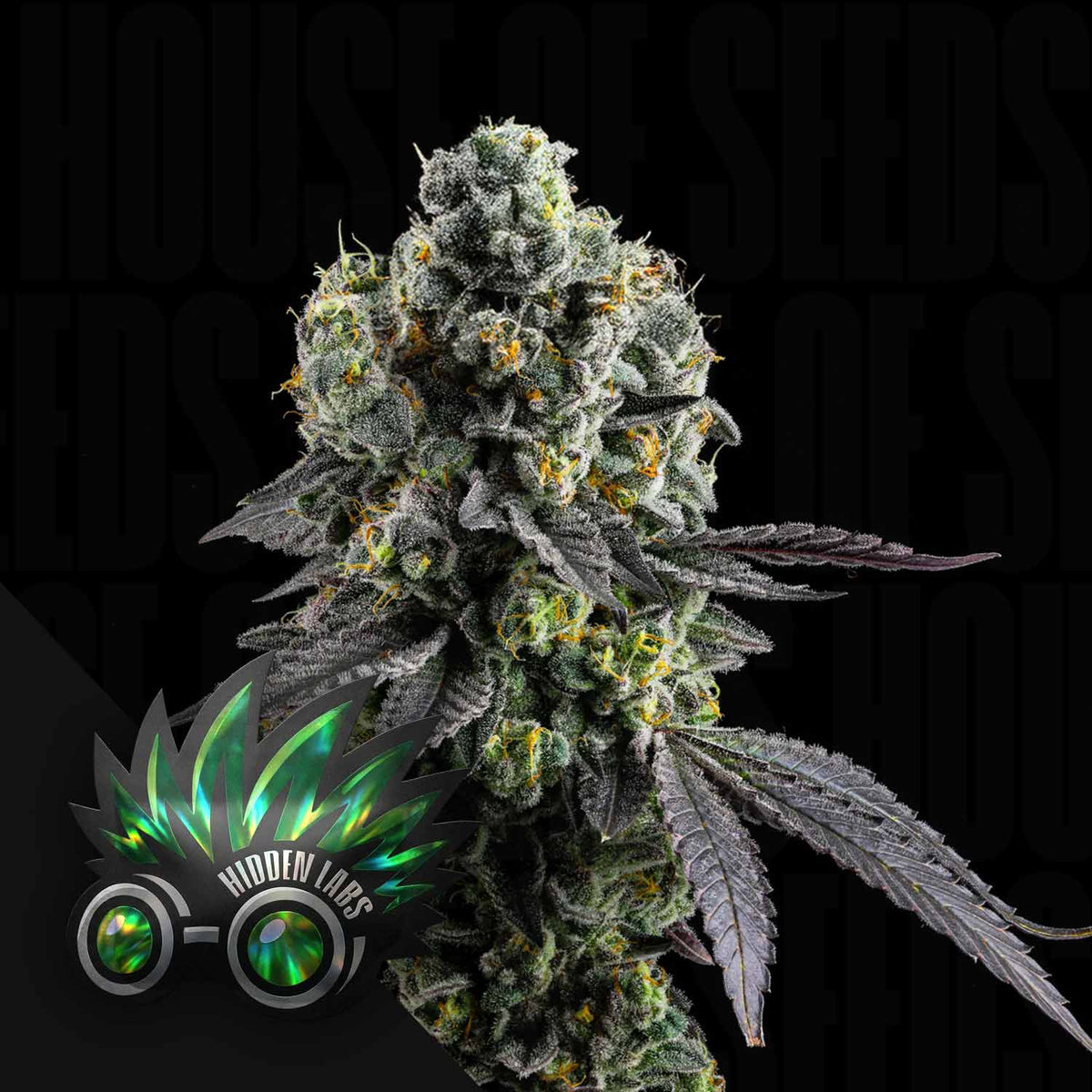 Hidden Labs - College Mints