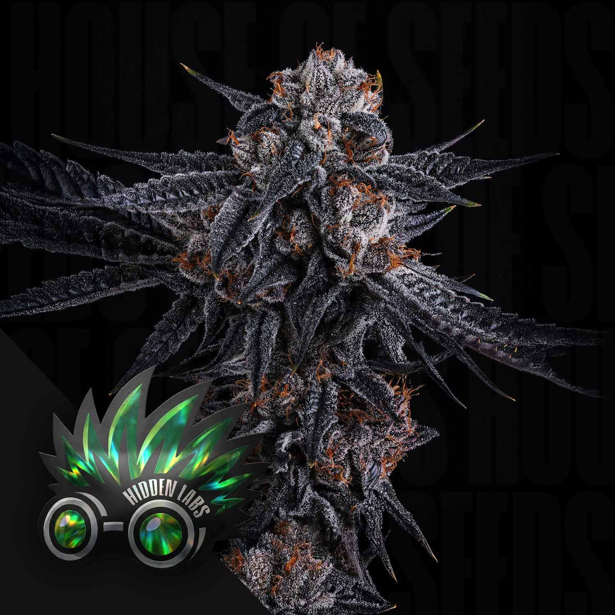 Hidden Labs - Frosty MF