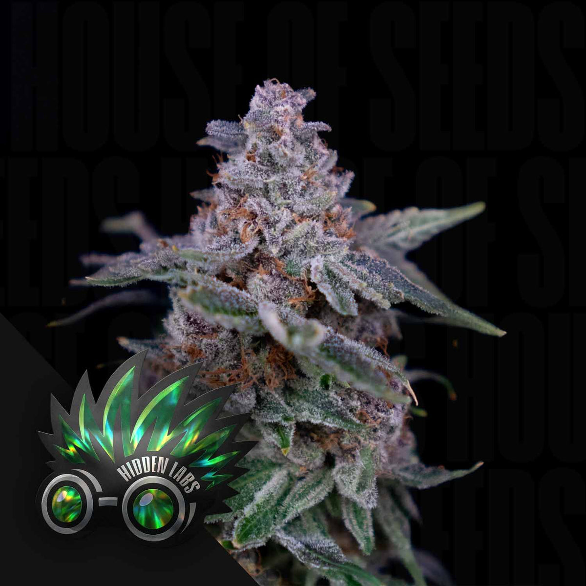 Hidden Labs - Mintset