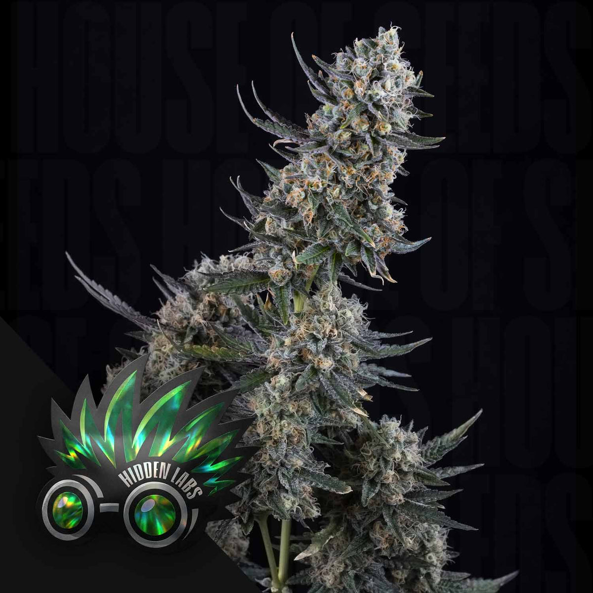 Hidden Labs - Papacai