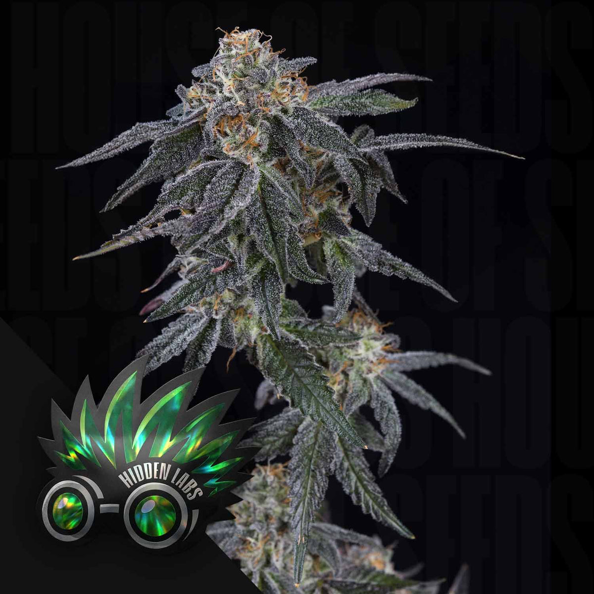 Hidden Labs - Papa Churro