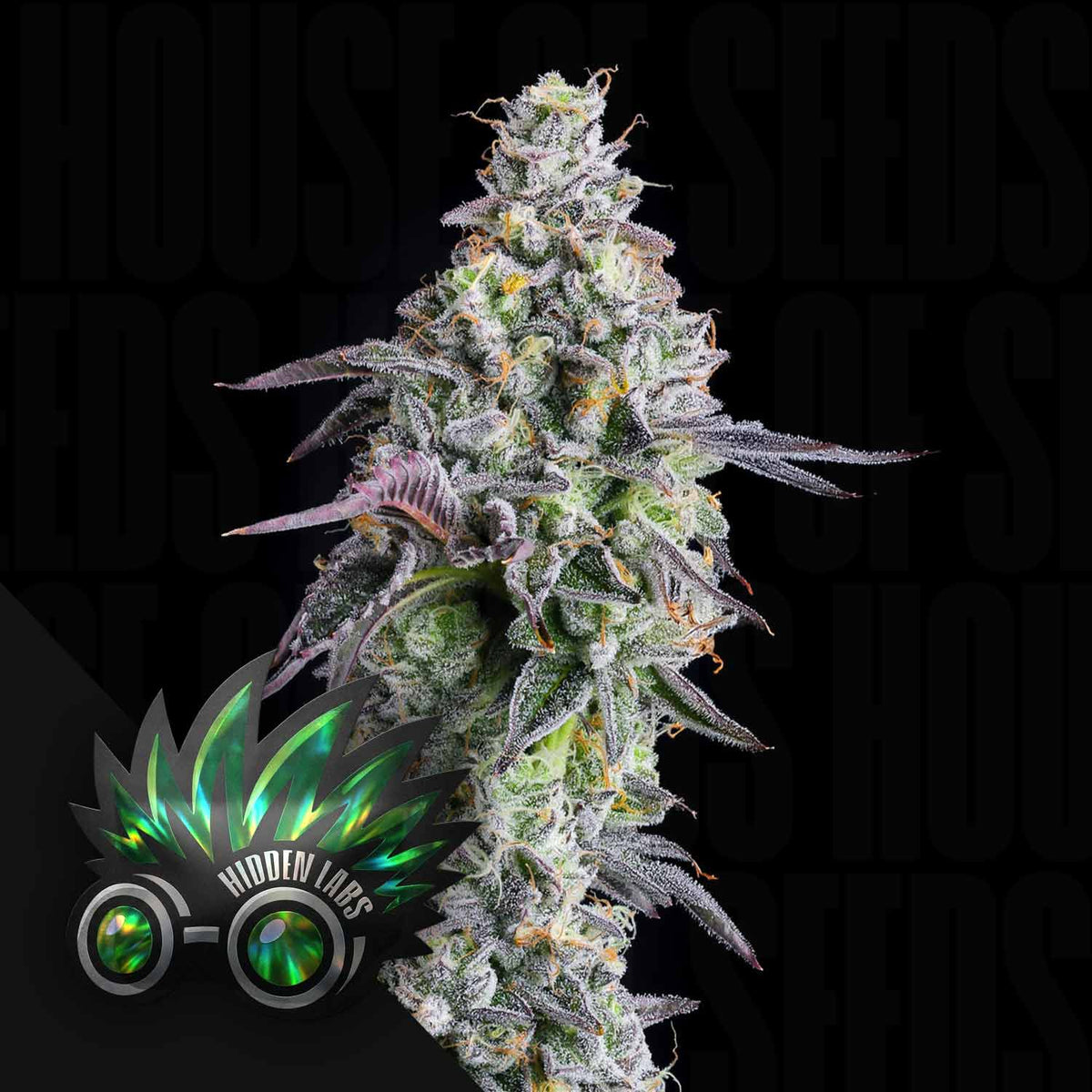 Hidden Labs - Saint Mints